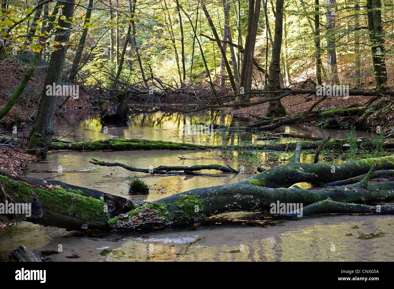 Furlbachtal Naturschutzgebiet, Deutschland, North Rhine-Westphalia, Stukenbrock-Senne Stockfoto