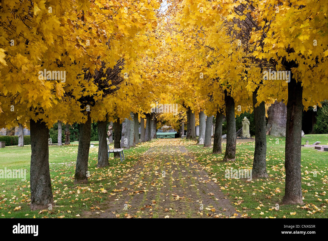 Spitz-Ahorn (Acer Platanoides), Ahorn Gasse auf einem Friedhof im Herbst, Deutschland, Hessen, Beberbeck am Reinhardswald Stockfoto