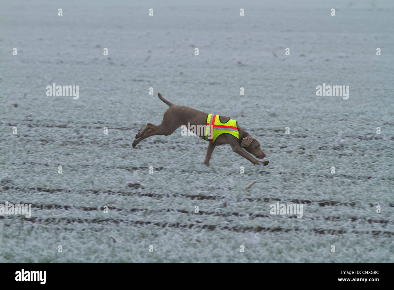 Weimaraner (Canis Lupus F. Familiaris), läuft auf Feld und aufspüren, Deutschland Stockfoto