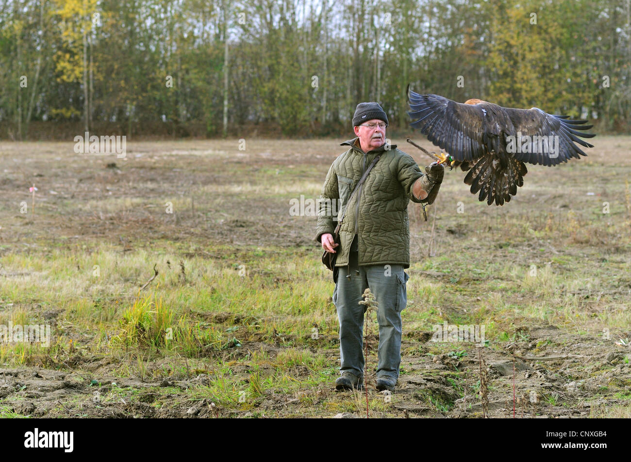 Steinadler (Aquila Chrysaetos), Landung auf dem Arm der Falkner, Deutschland Stockfoto