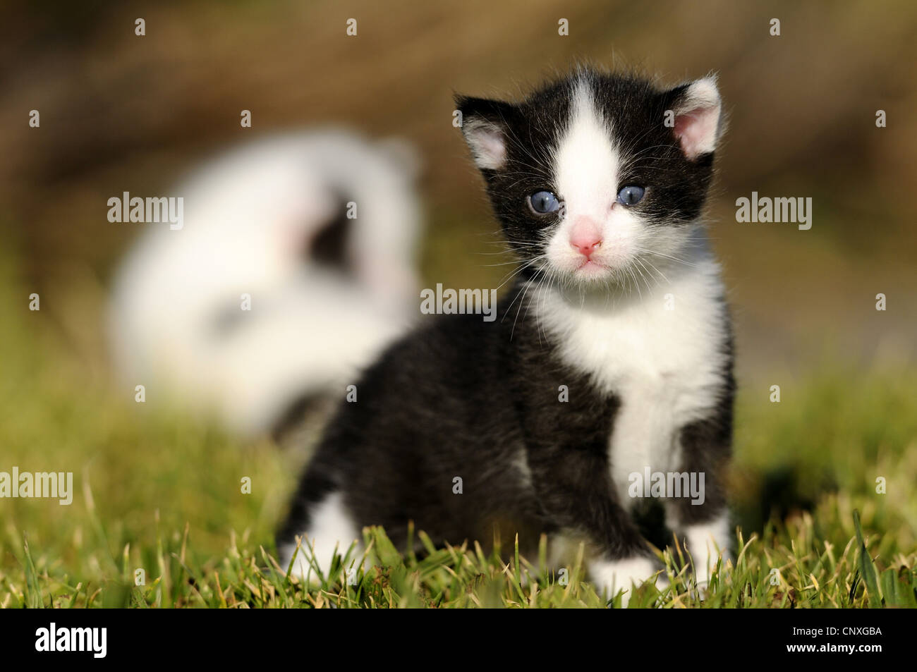 Hauskatze, Hauskatze (Felis Silvestris F. Catus) Kätzchen auf einer Wiese, Deutschland Stockfoto