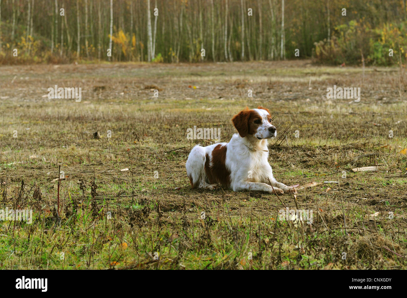 Bretagne (Canis Lupus F. Familiaris), liegend wachsam auf einer Wiese, Deutschland Stockfoto