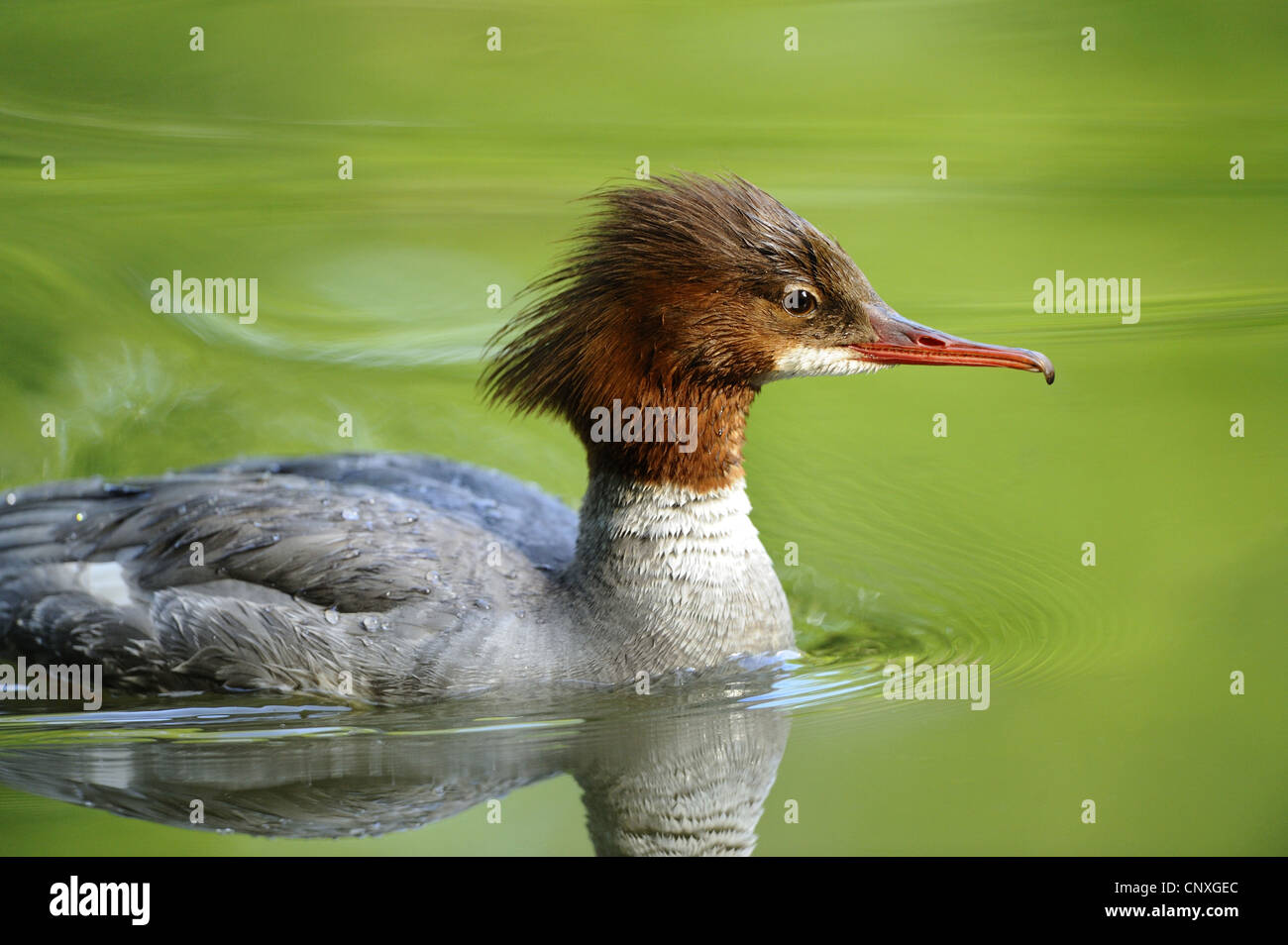 Gänsesäger (Mergus Prototyp), Weibchen auf einem See, Deutschland, Bayern Stockfoto