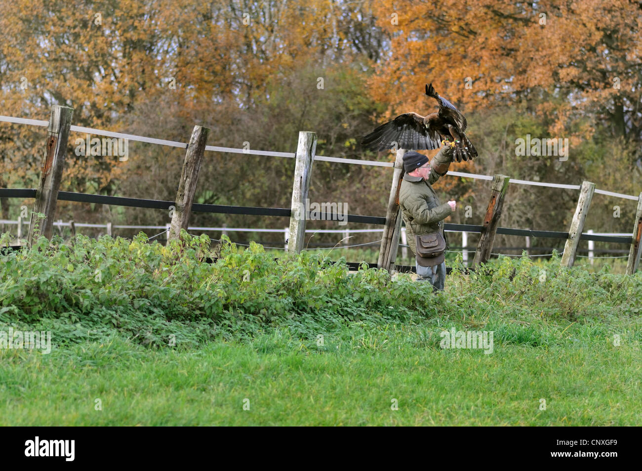 Steinadler (Aquila Chrysaetos), Landung auf dem Arm der Falkner, Deutschland Stockfoto