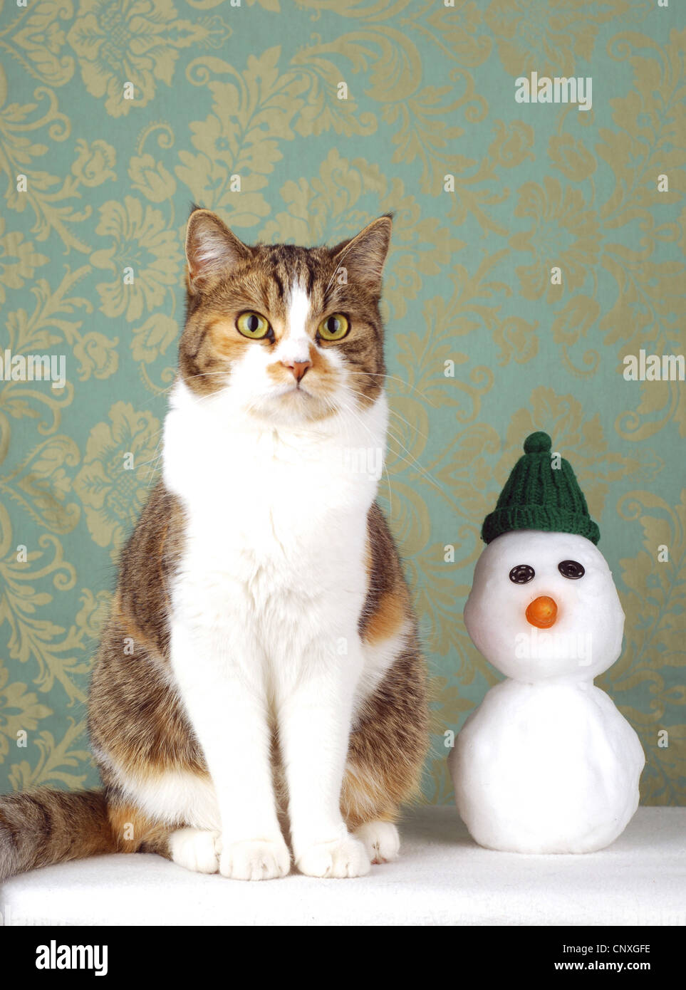 Hauskatze, Hauskatze (Felis Silvestris F. Catus) sitzen nächste Schneemann Stockfoto