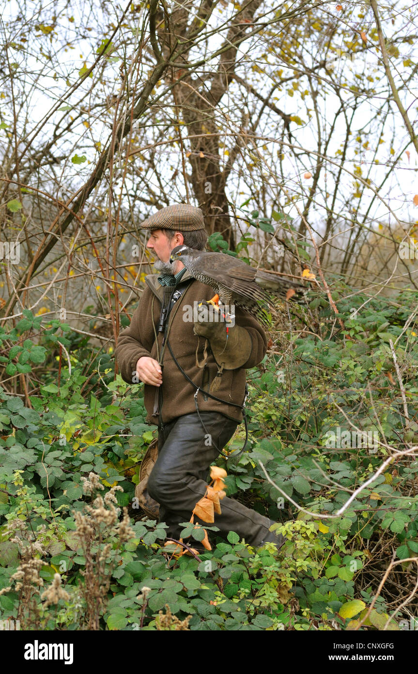 nördlichen Habicht (Accipiter Gentilis), sitzen auf dem Arm der Falkner, Deutschland Stockfoto