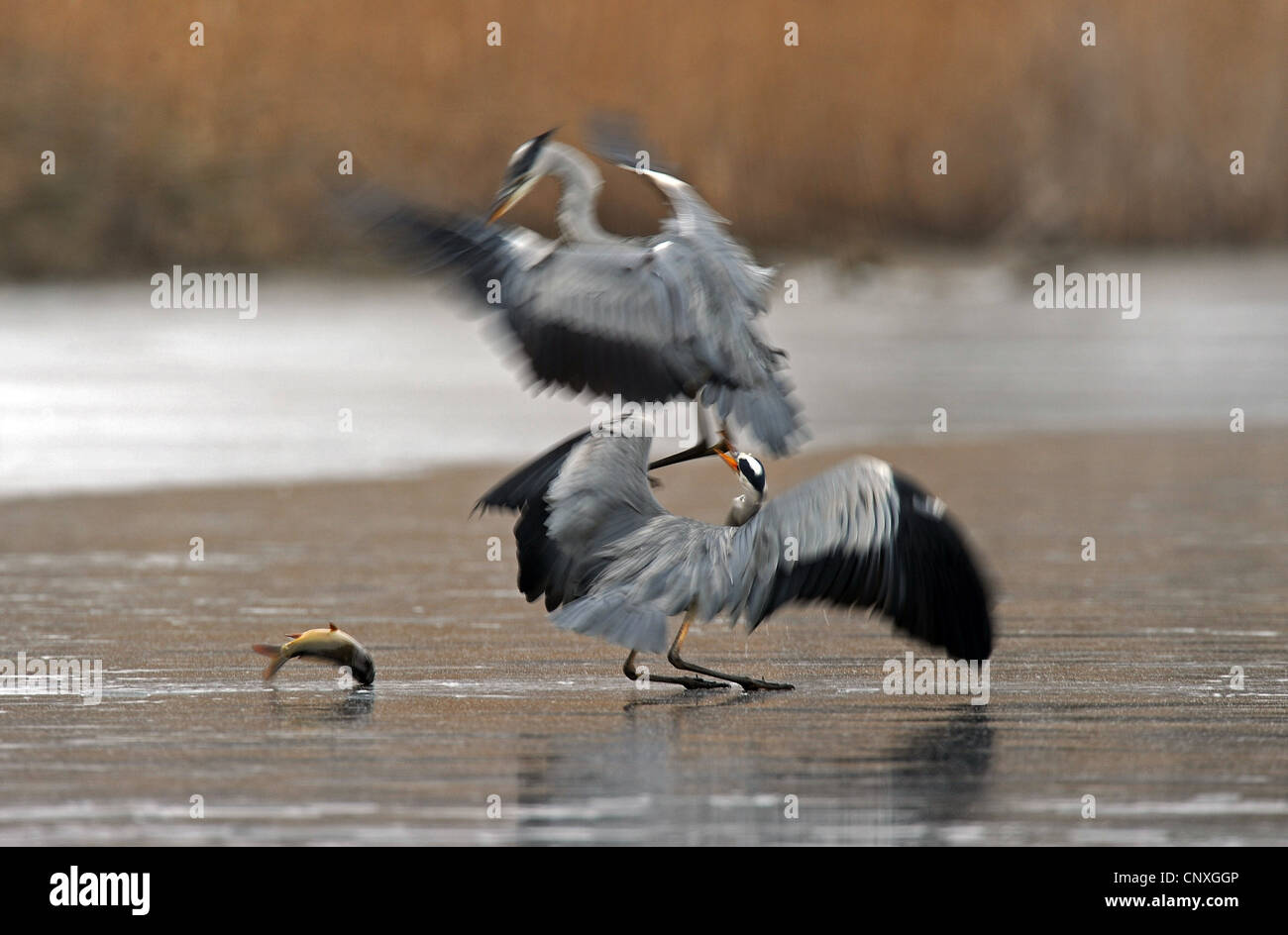 Graureiher (Ardea Cinerea), Beute zwei Reiher kämpfen auf einem zugefrorenen See, Ungarn Stockfoto