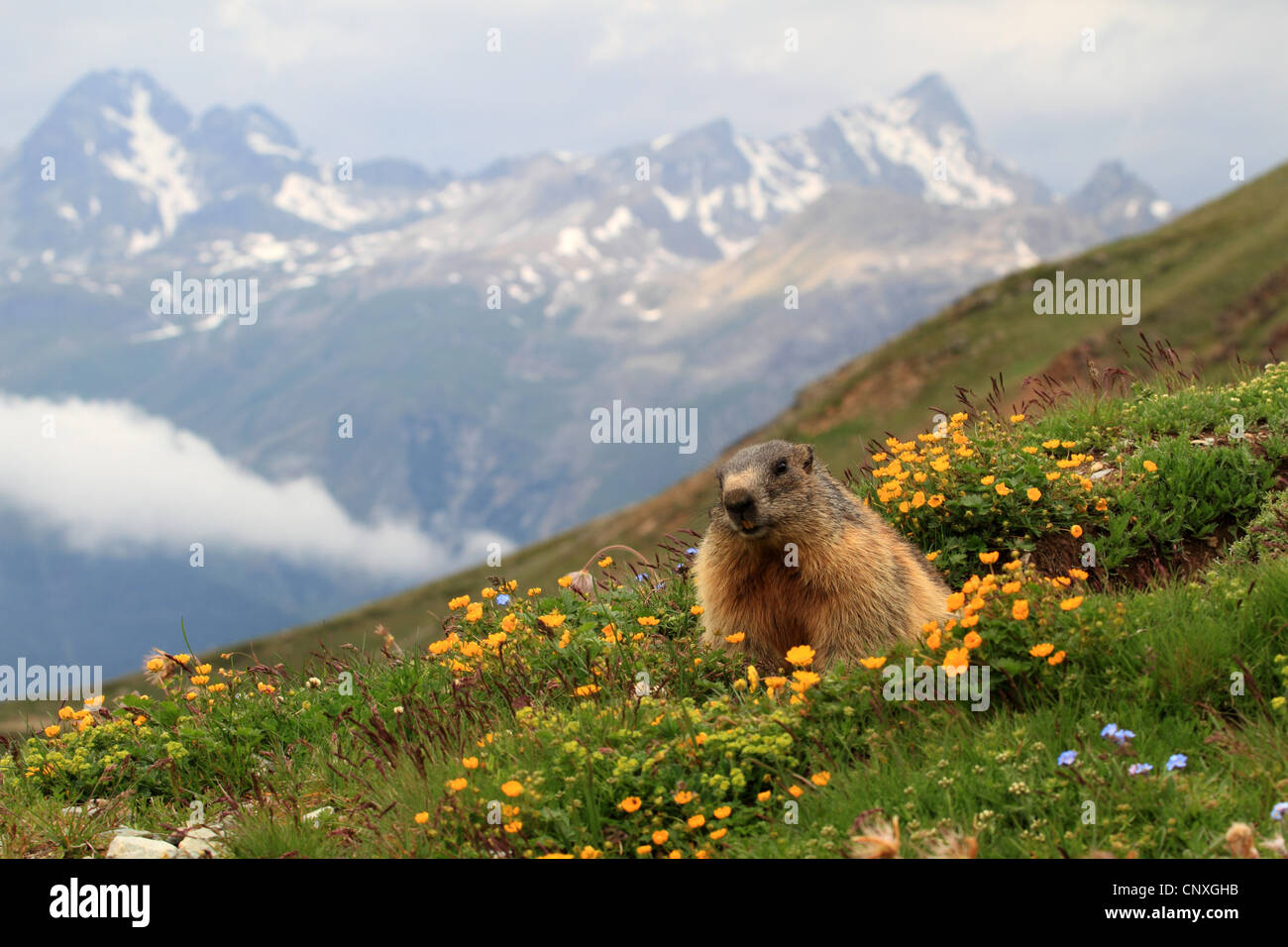 Alpine Murmeltier (Marmota Marmota), im blühenden Berg Wiese, Schweiz, Engadin, Alp Languard Stockfoto