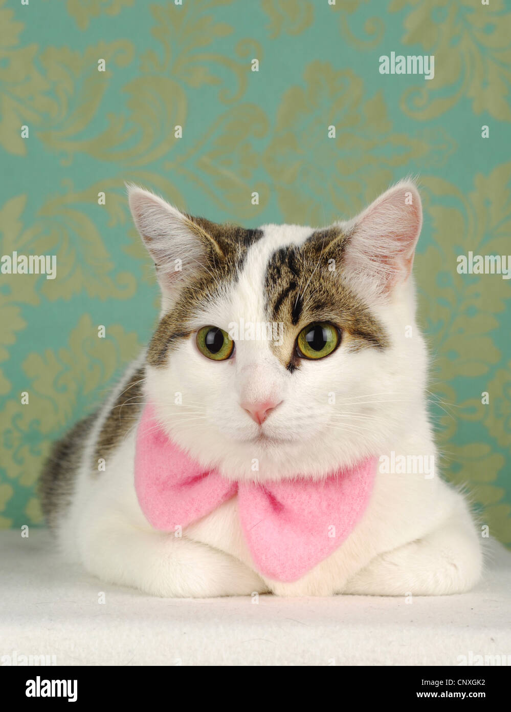 Hauskatze, Hauskatze (Felis Silvestris F. Catus), mit rosa Schleife Stockfoto