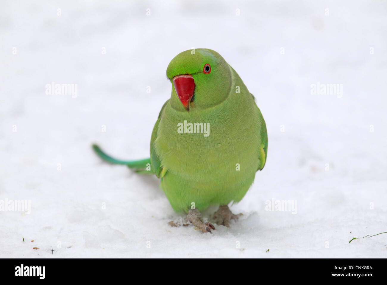 Rose-beringt Sittich (geflohen waren), sitzen im Schnee, Deutschland Stockfoto