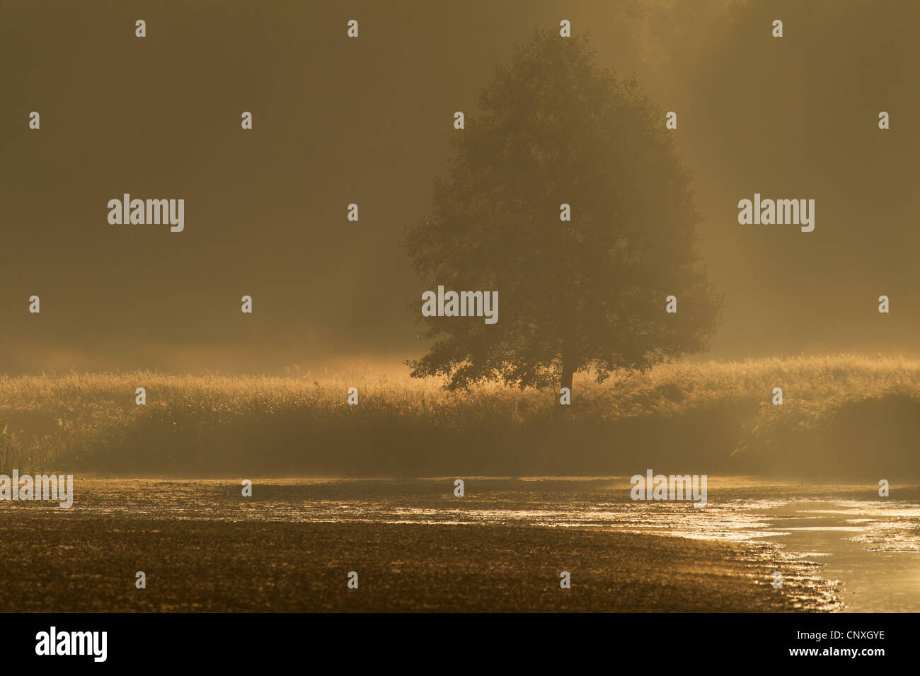 Morgen-Ambiente mit Nebel, Deutschland, Sachsen, Oberlausitz Stockfoto