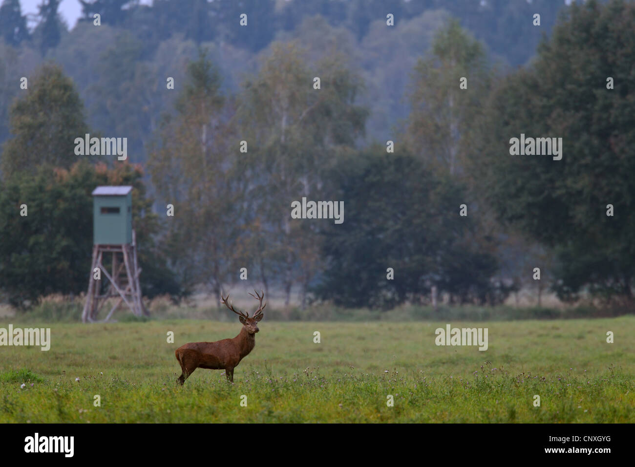 Rothirsch (Cervus Elaphus), Rothirsch mit angehoben ausblenden Stockfoto