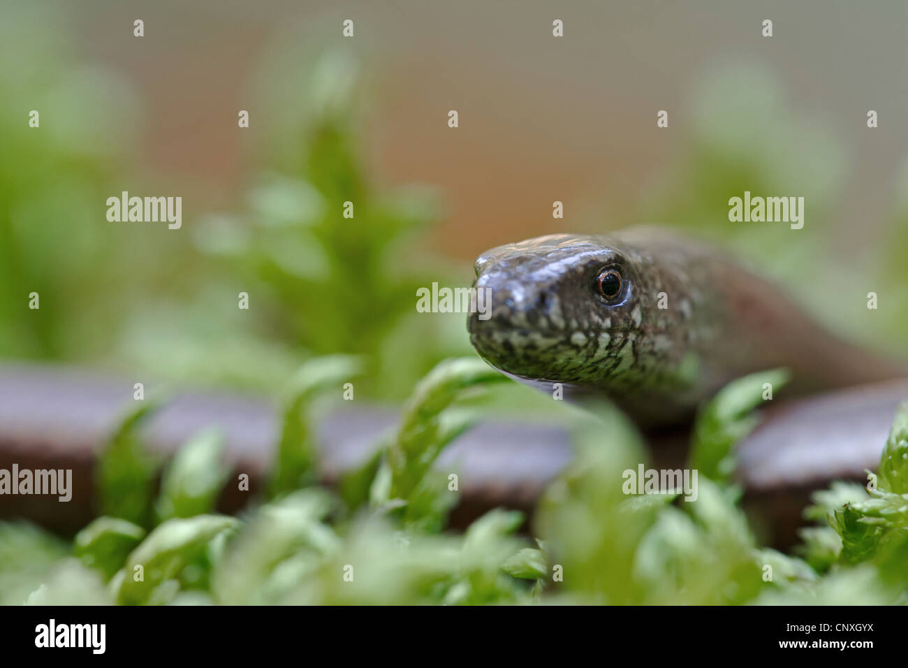 Europäische Blindschleiche Blindworm, Blindschleiche (geschiedenen Fragilis), Portrait einer Frau, Deutschland, Sachsen, Oberlausitz Stockfoto