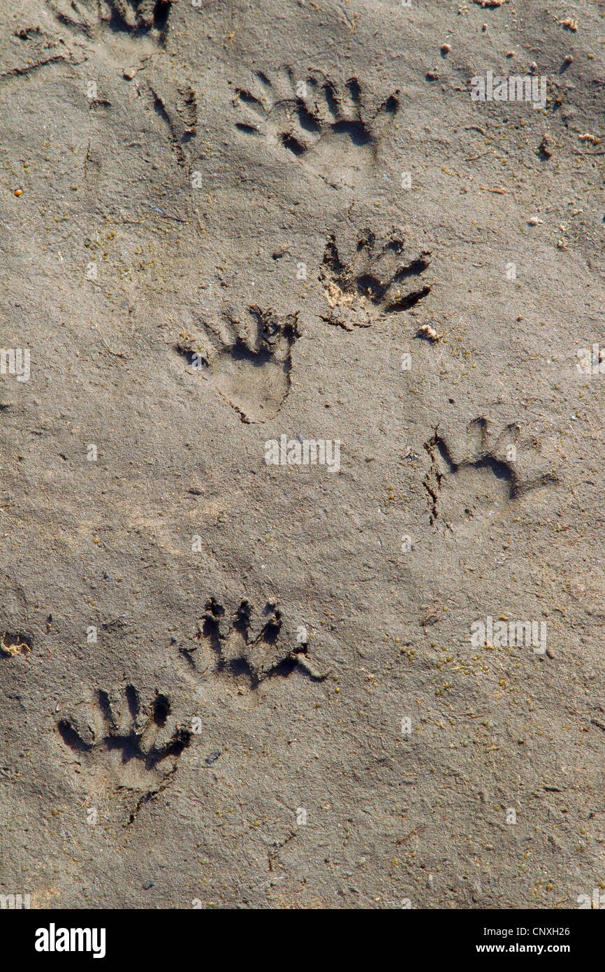 Waschbär fußabdrücke -Fotos und -Bildmaterial in hoher Auflösung – Alamy