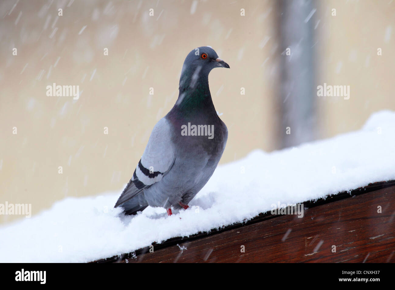 Columba livia f domestica -Fotos und -Bildmaterial in hoher Auflösung ...