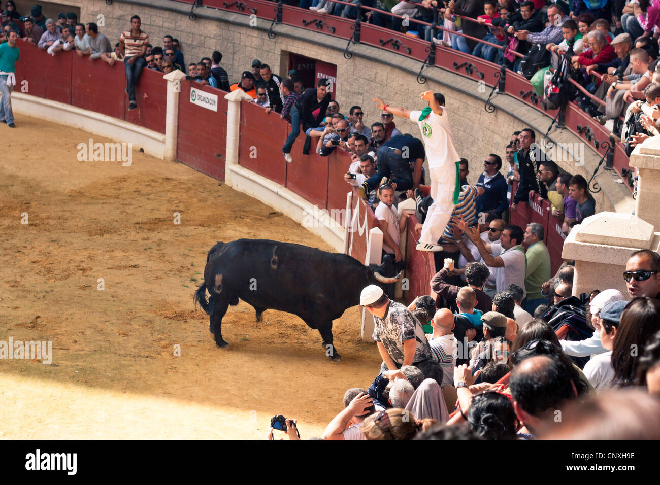 Die traditionelle Toro Embolao, Stiere und Stierkampf in der Stierkampfarena Plaza de Toros de Los Barrios, am Ostersonntag 2012. Stockfoto