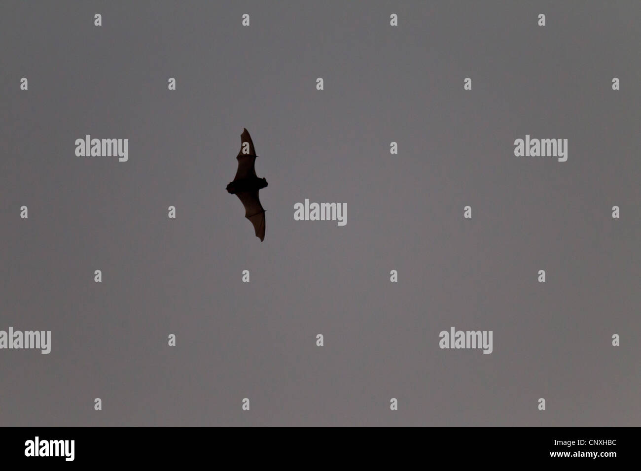 Noctule (Nyctalus Noctula), fliegen, Deutschland, Sachsen, Oberlausitz