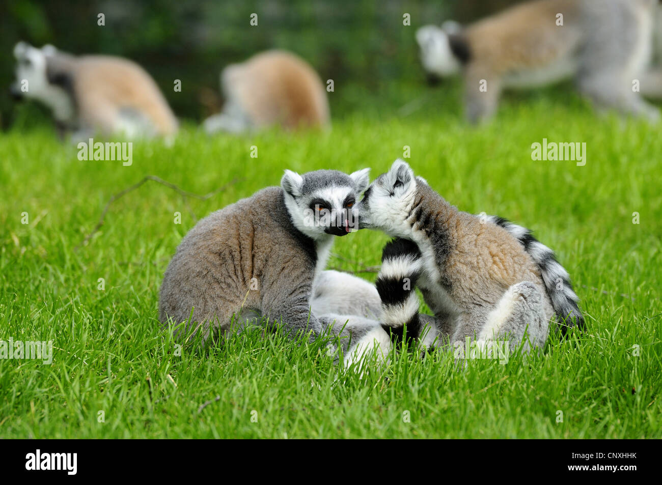 Katta (Lemur Catta), Mund zwei Personen sitzen auf Rasen und lecken gegenseitig Stockfoto