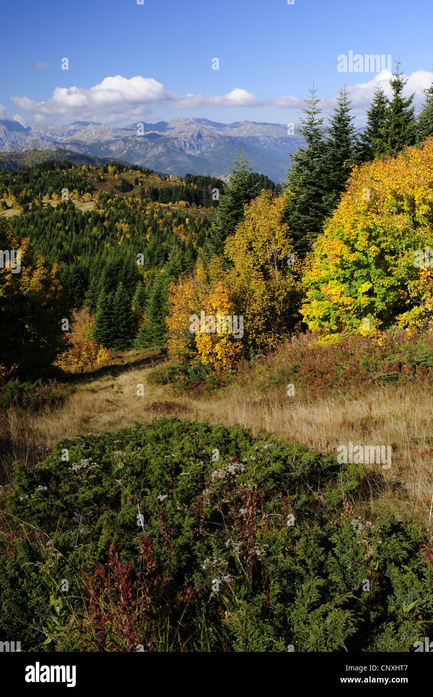 Panorama Blick auf die Berge über Tal mit Wiesen und Wald in Herbstfarben, Montenegro, Biogradska Gora Nationalpark Stockfoto