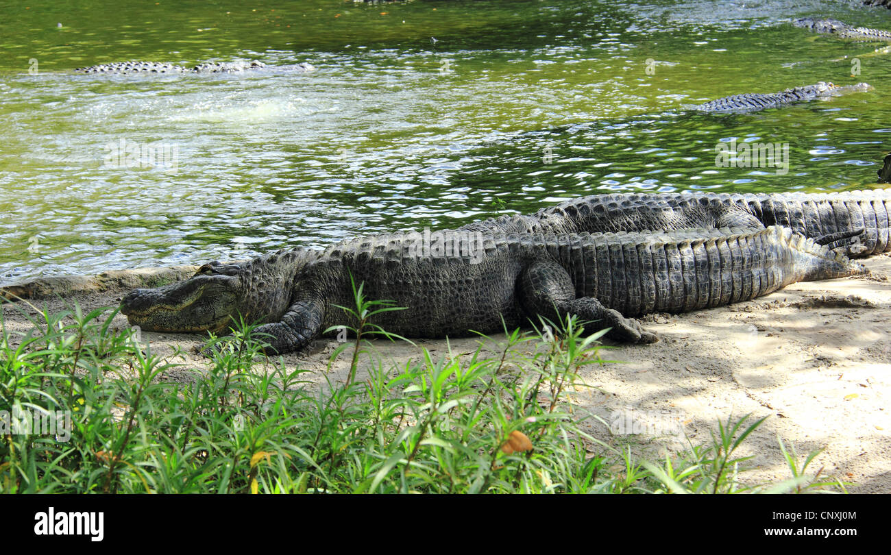 Ein amerikanischer Alligator vom Rand Wassers in der Sonne aalen Stockfoto