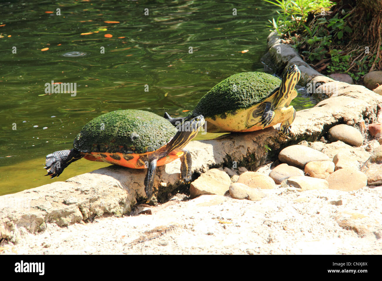 Zwei Wasserschildkröten, die vom Rand Wassers in der Sonne aalen Stockfoto