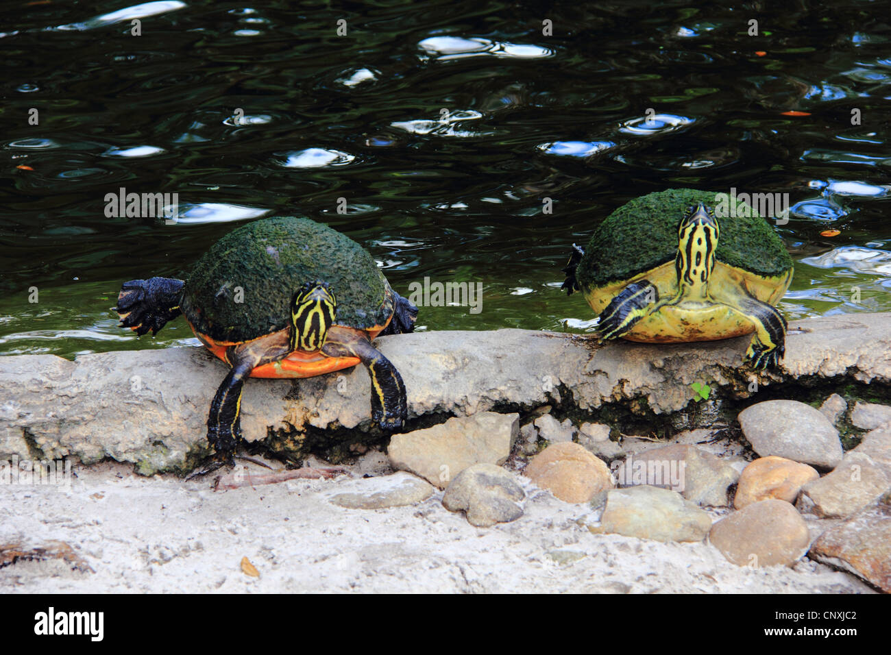 Zwei Sumpfschildkröten sitzen durch den Gewässerrand Stockfoto