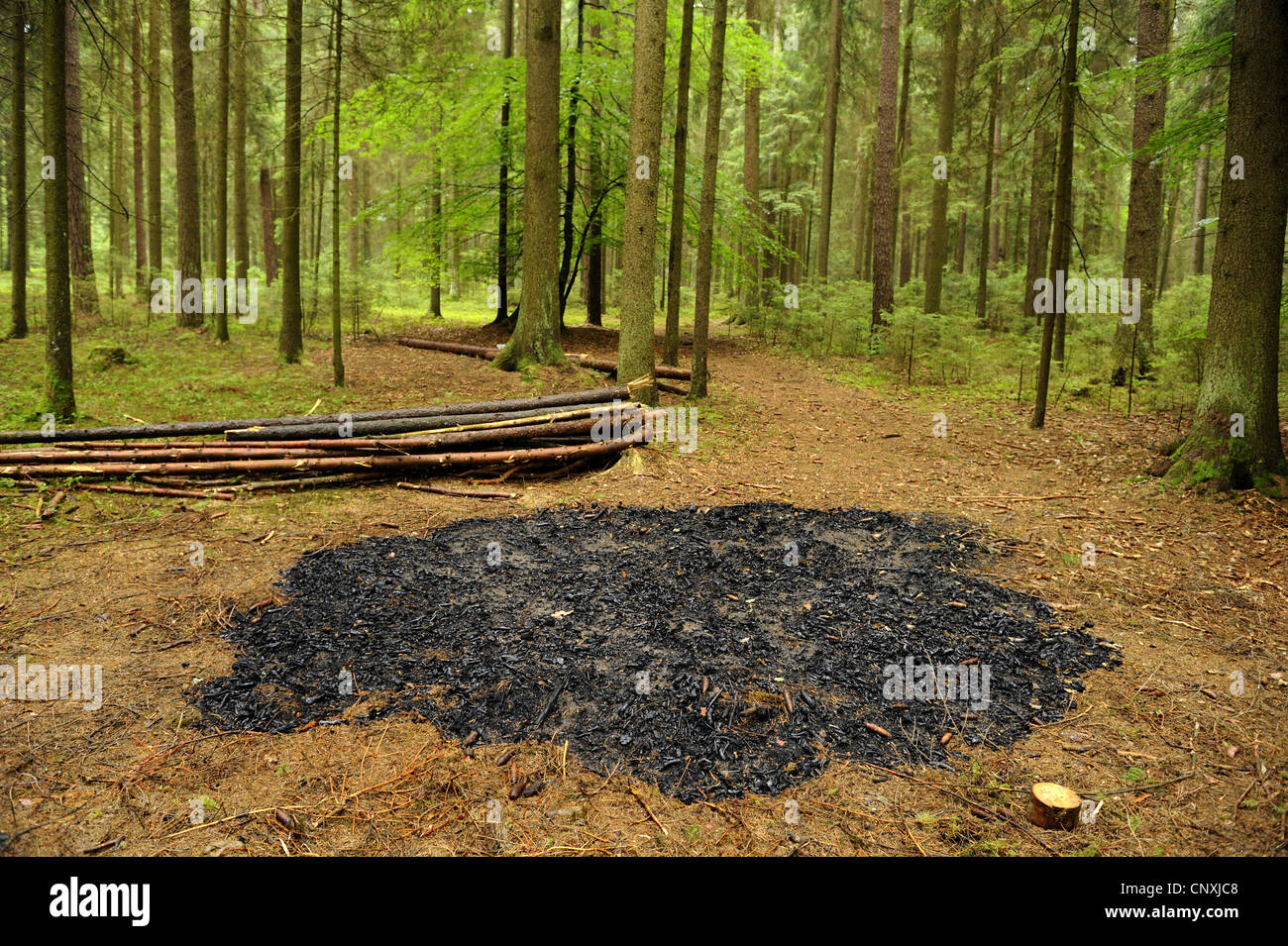 Norwegen Fichte (Picea Abies), Kamin in einem Fichtenwald, Deutschland, Bayern, Oberpfalz Stockfoto