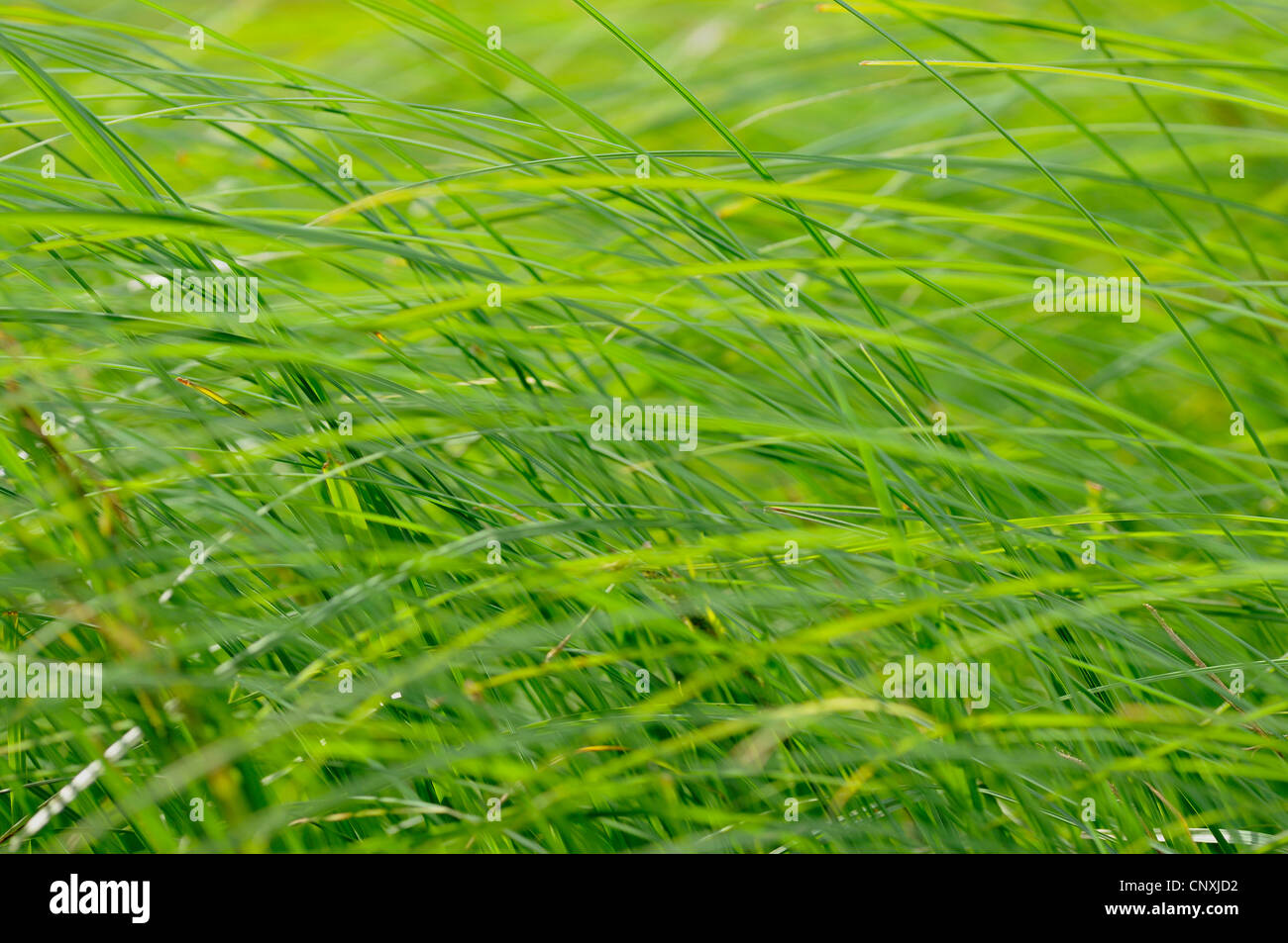 Seggen im Wind, Deutschland Stockfoto