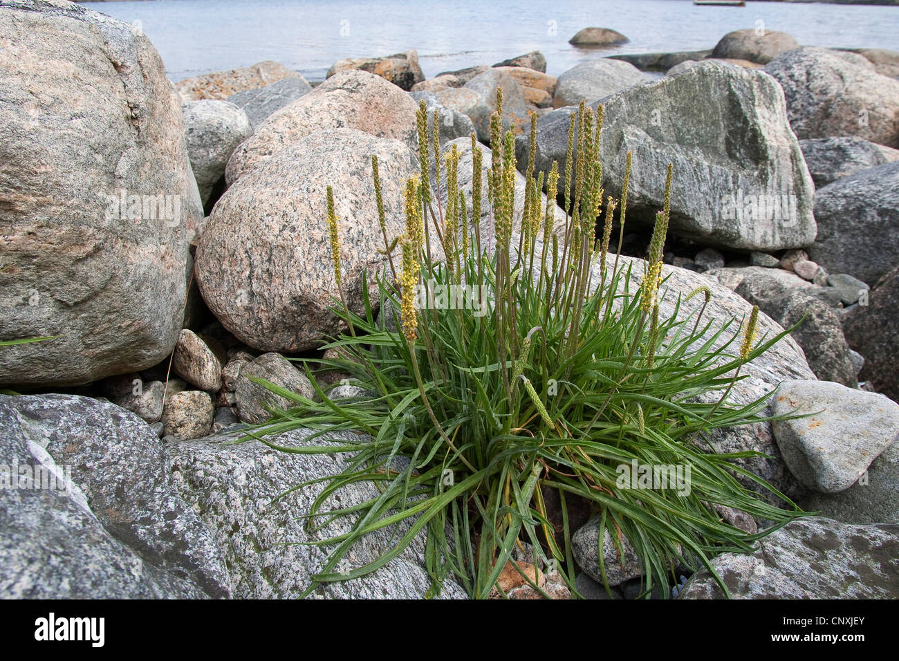 Meer-Wegerich, Strand-Wegerich (Plantago Maritima), blühen, Deutschland Stockfoto
