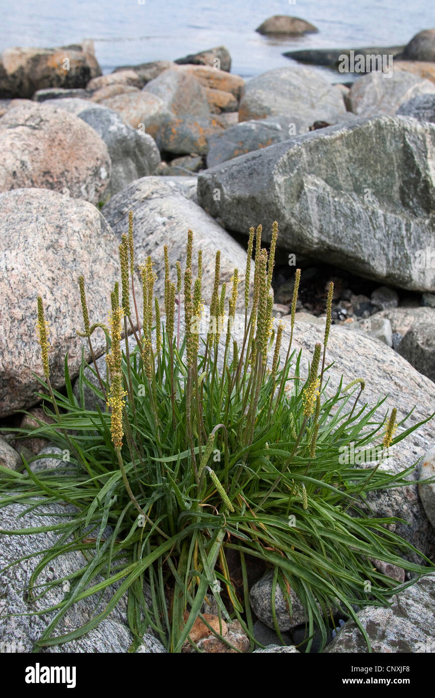 Meer-Wegerich, Strand-Wegerich (Plantago Maritima), blühen, Deutschland Stockfoto