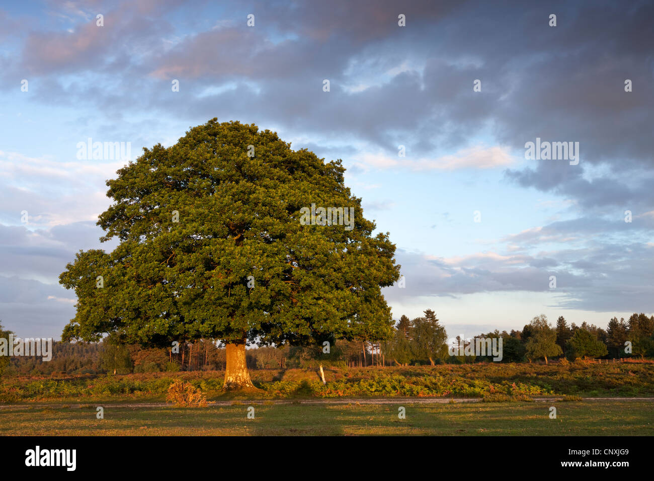 Ausgereifte Eichenbaum auf New Forest Heide, Hampshire, England. Frühjahr (Mai) 2011. Stockfoto