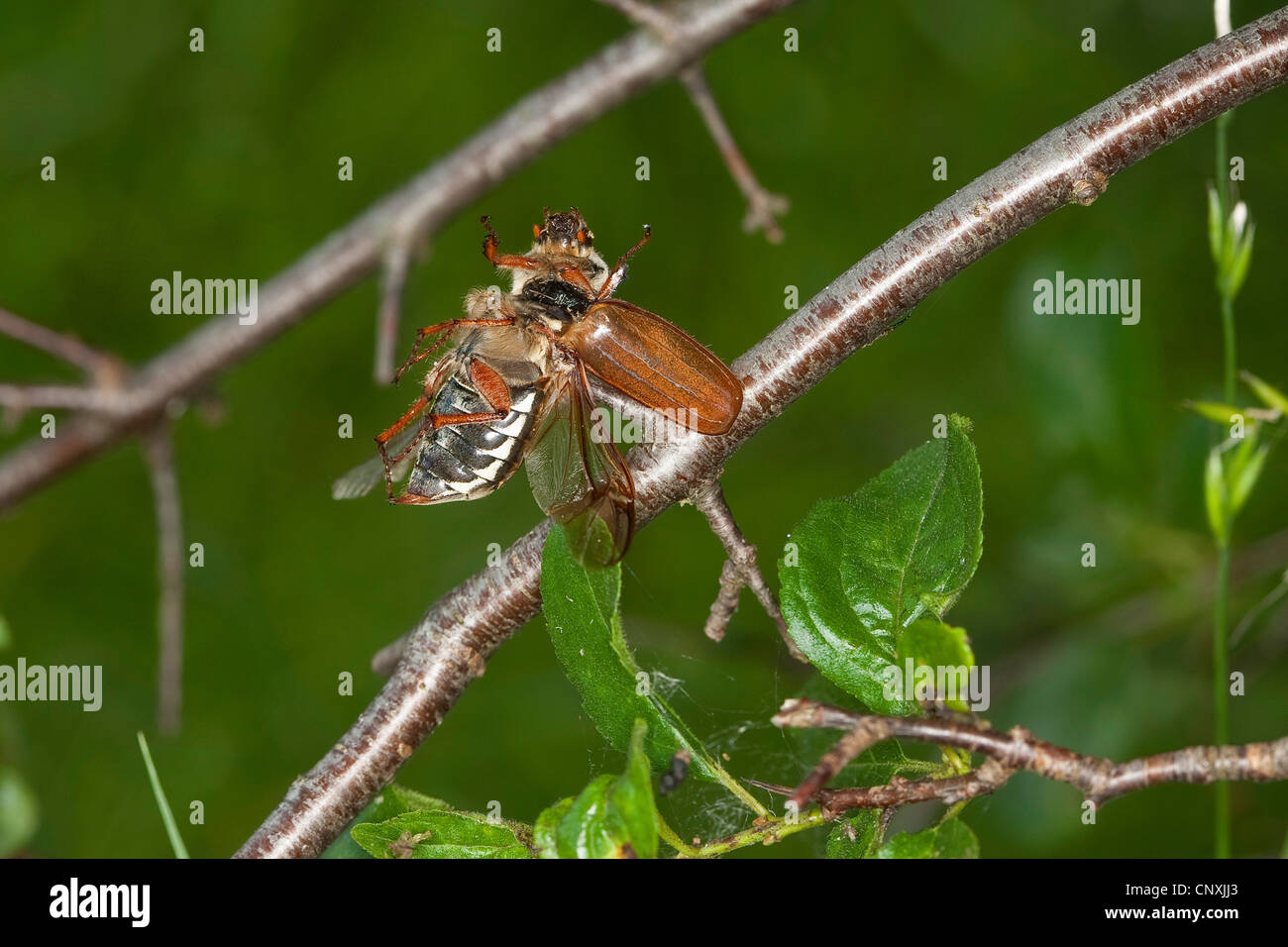 Neuntöter (Lanius Collurio), Käfer, aufgespießt von Würger, Deutschland Stockfoto