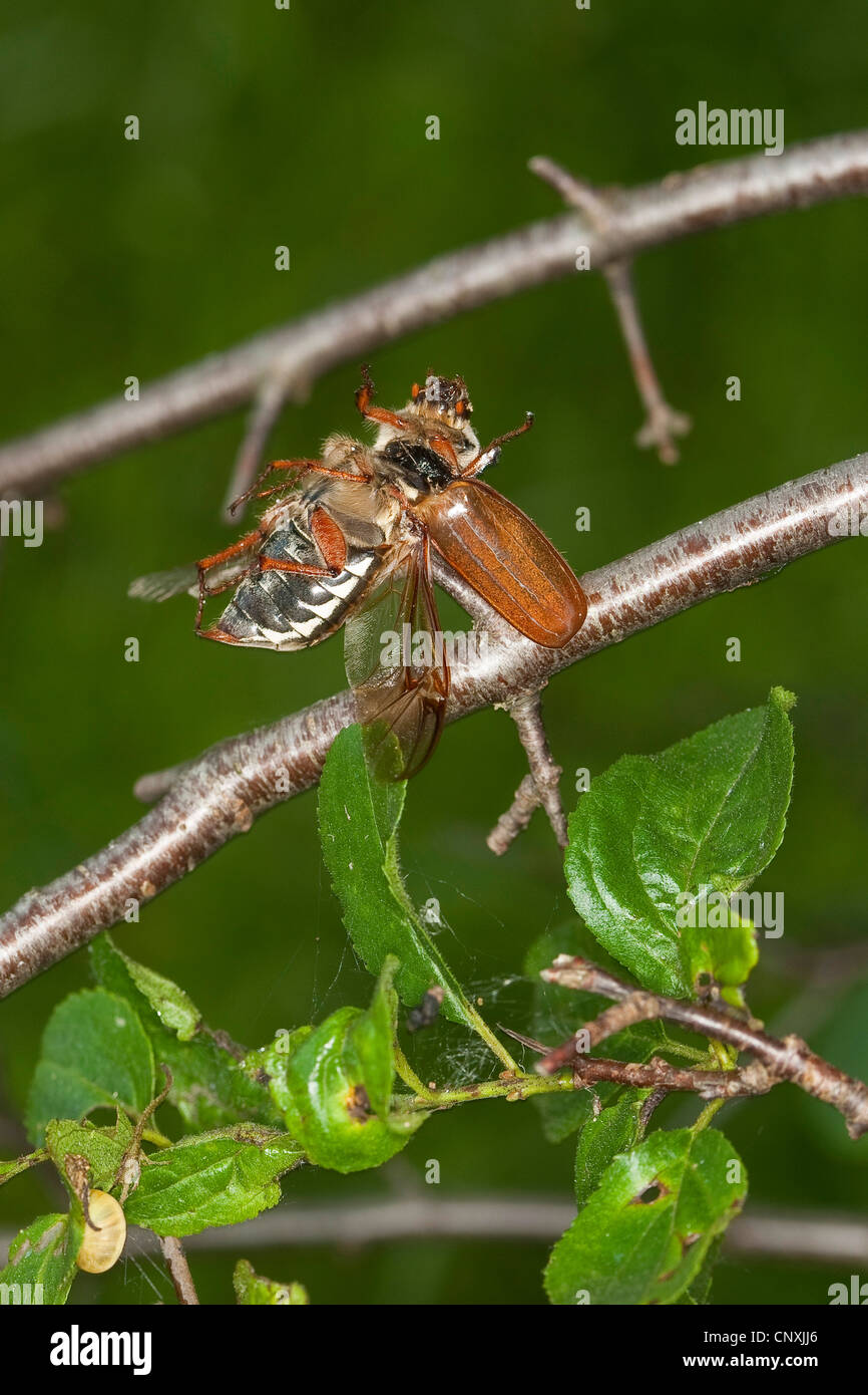 Neuntöter (Lanius Collurio), Käfer, aufgespießt von Würger, Deutschland Stockfoto