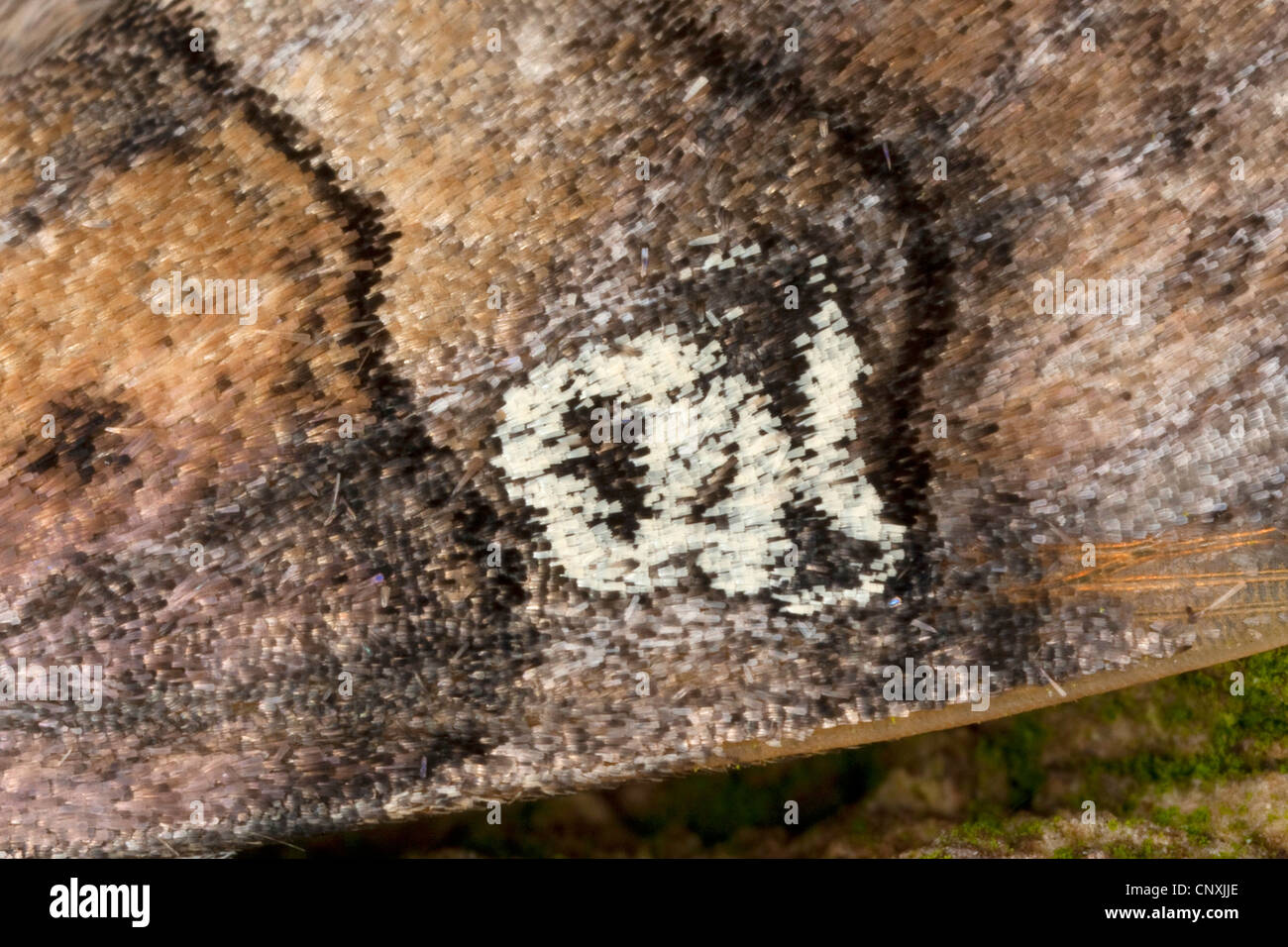 Abbildung von achtzig (Tethea oculata, Palimpsestis oculata), typische Muster auf der Vorderflügelunterseite, Deutschland Stockfoto