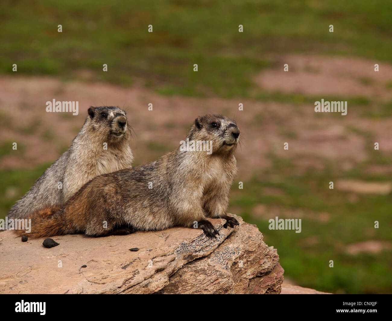 hoary Murmeltier (Marmota Caligata), zwei Tiere, die auf einem Felsen in der Prärie, USA, Montana, Glacier Natioanl Park nebeneinander liegend Stockfoto