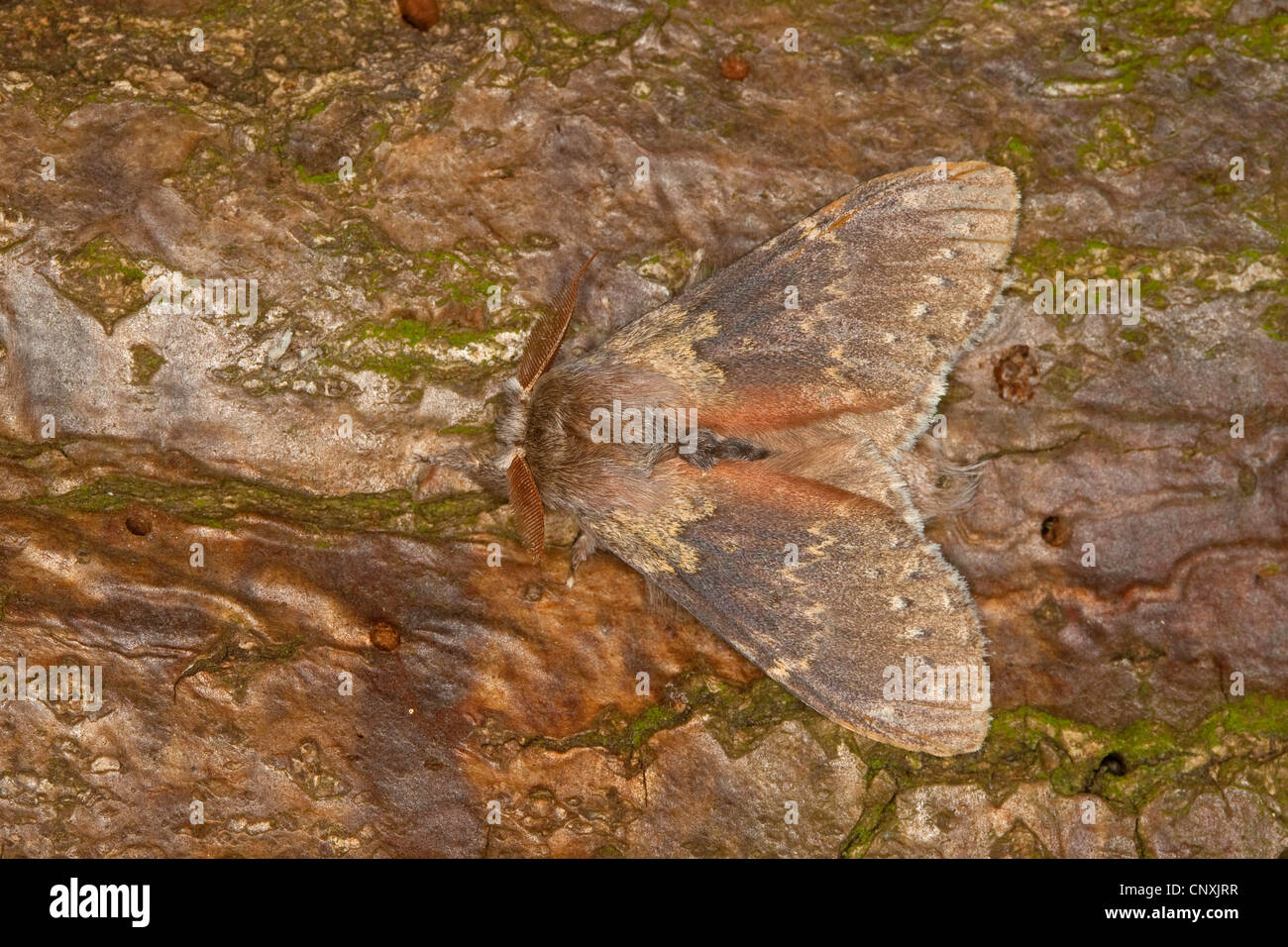 Hummer-Motte (Stauropus Fagi), sitzen auf Holz, Deutschland Stockfoto