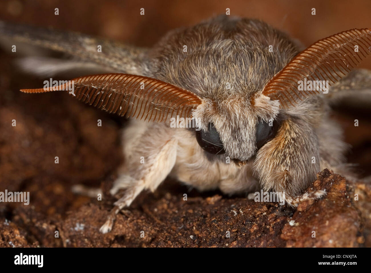 Hummer-Motte (Stauropus Fagi), sitzen auf Holz, Deutschland Stockfoto