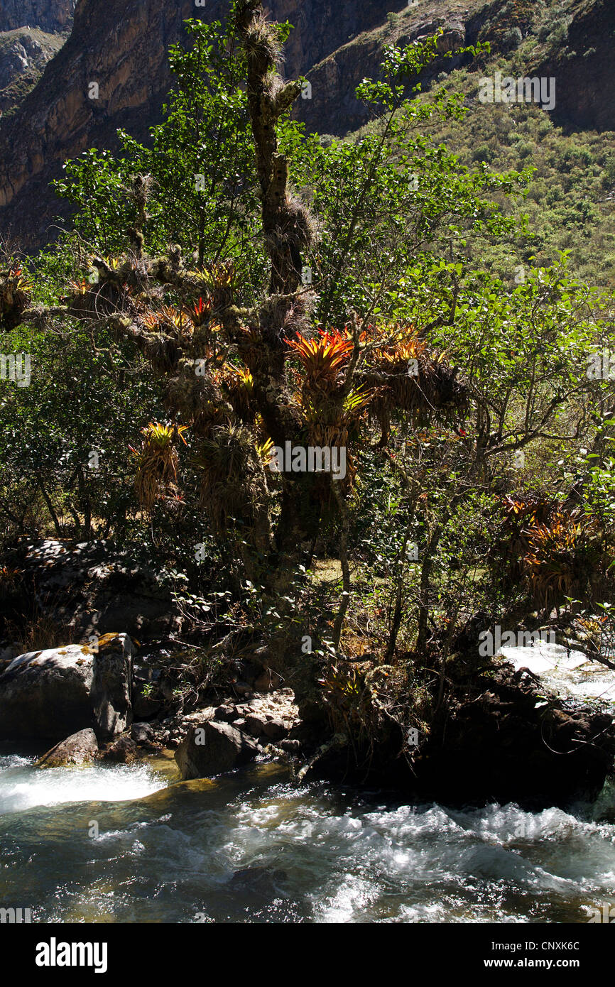 Bromelien auf einem Baum am Ufer eines Flusses, Peru, Anden, Cordillera Blanca Stockfoto