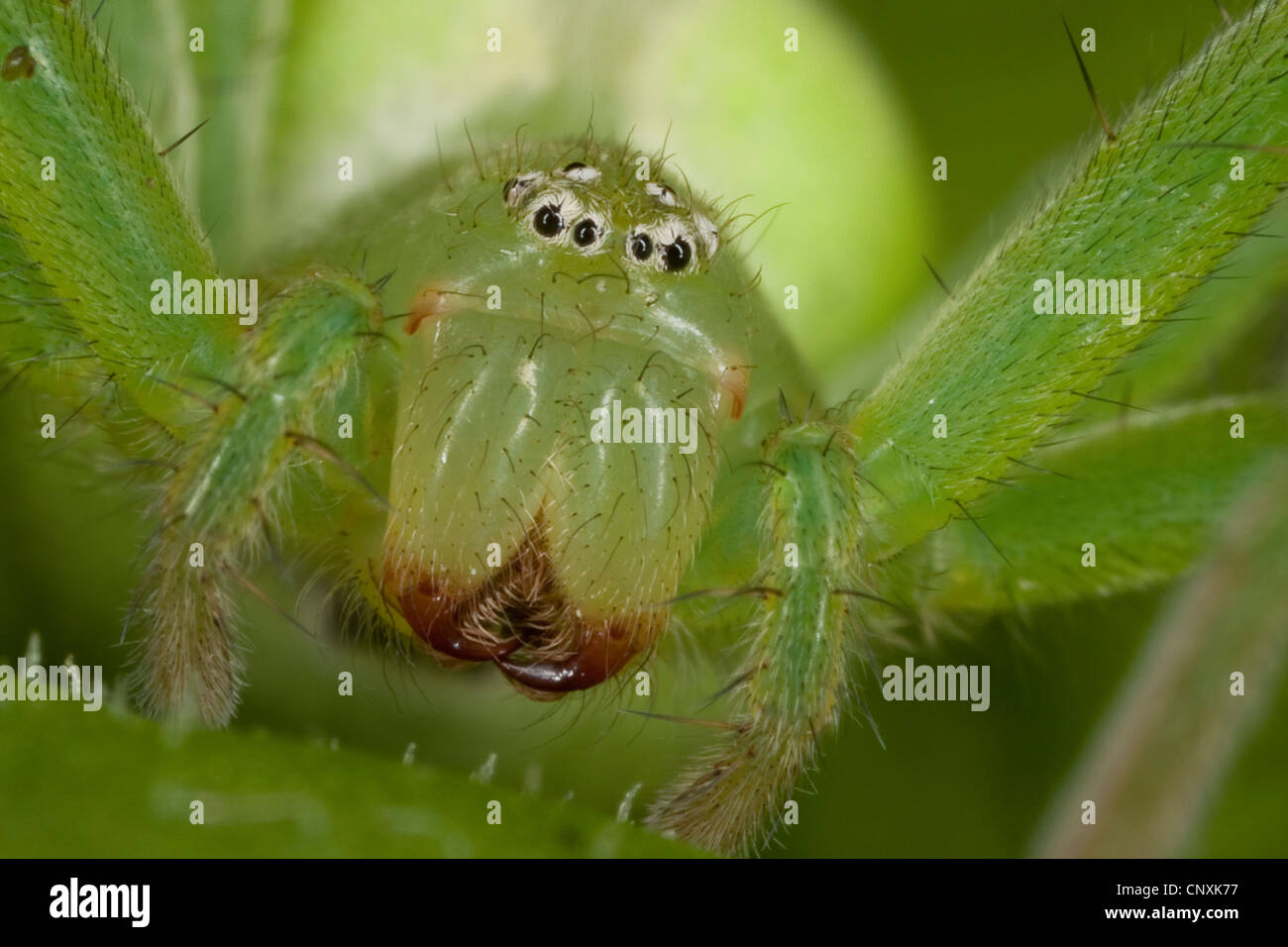 Huntsman Spider Stockfotos und -bilder Kaufen - Seite 2 - Alamy