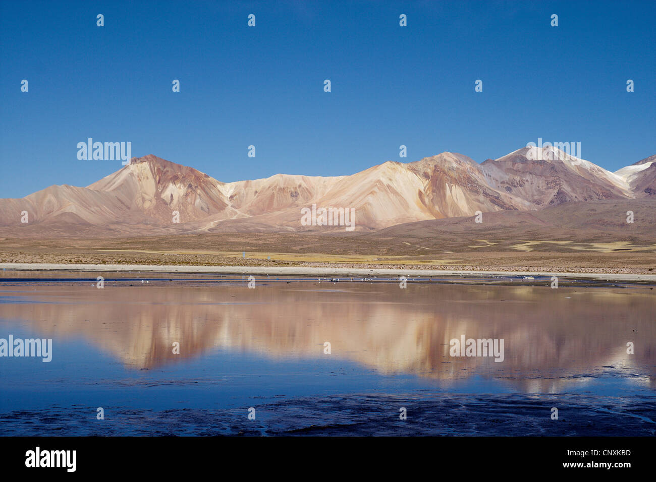 Chungar See, Chile, Anden, Lauca Nationalpark Stockfoto