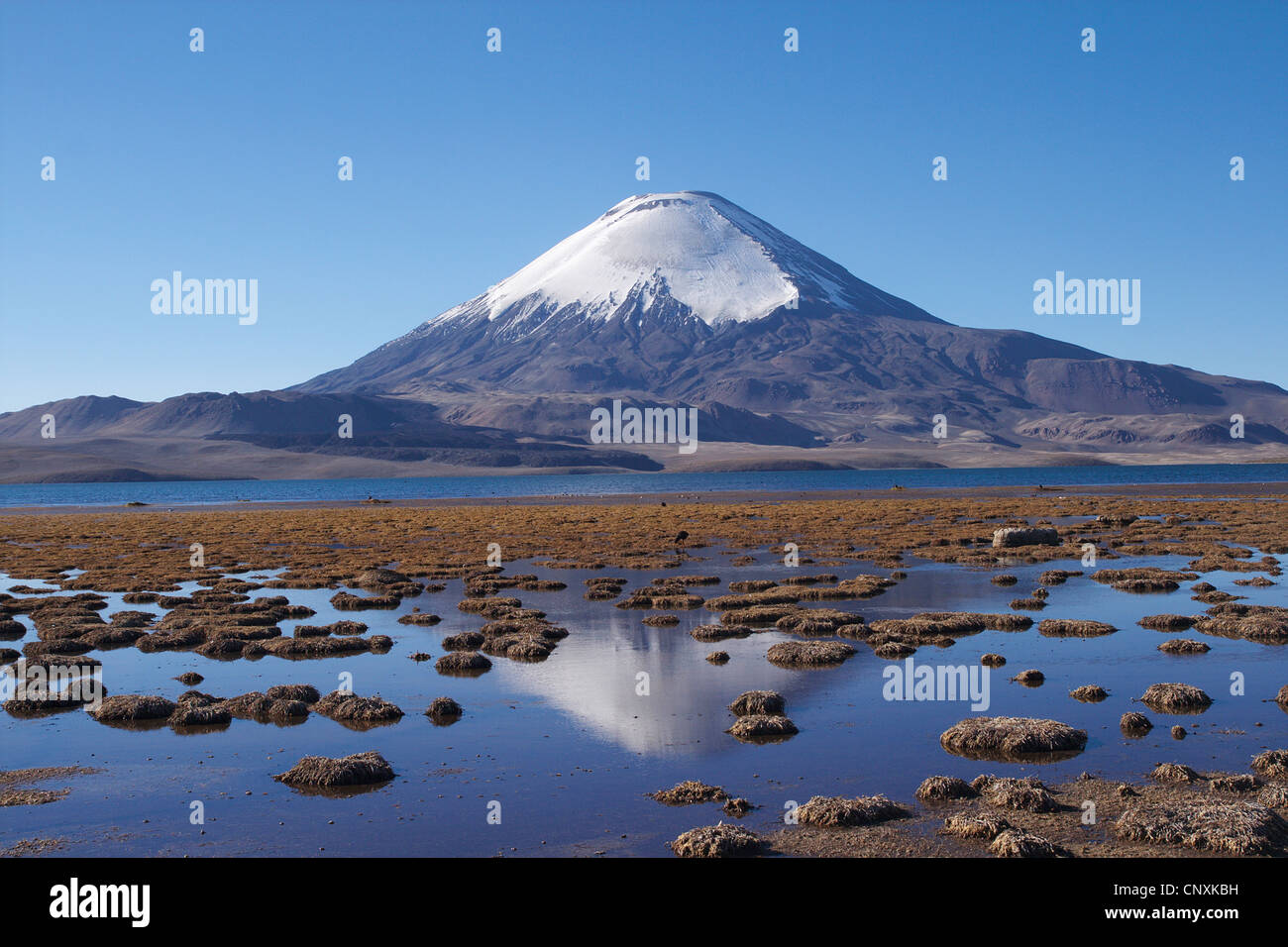 Vulkan Parinacota und Chungar See, Chile, Anden, Lauca Nationalpark Stockfoto