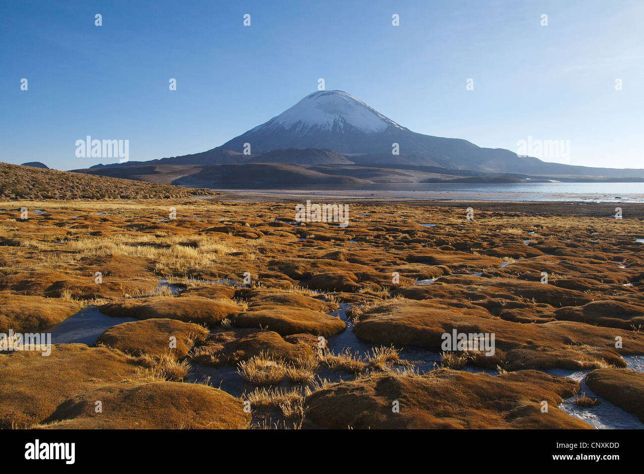 gefrorene Feuchtgebiete und Vulkan Parinacota, Chile, Anden, Lauca Nationalpark Stockfoto