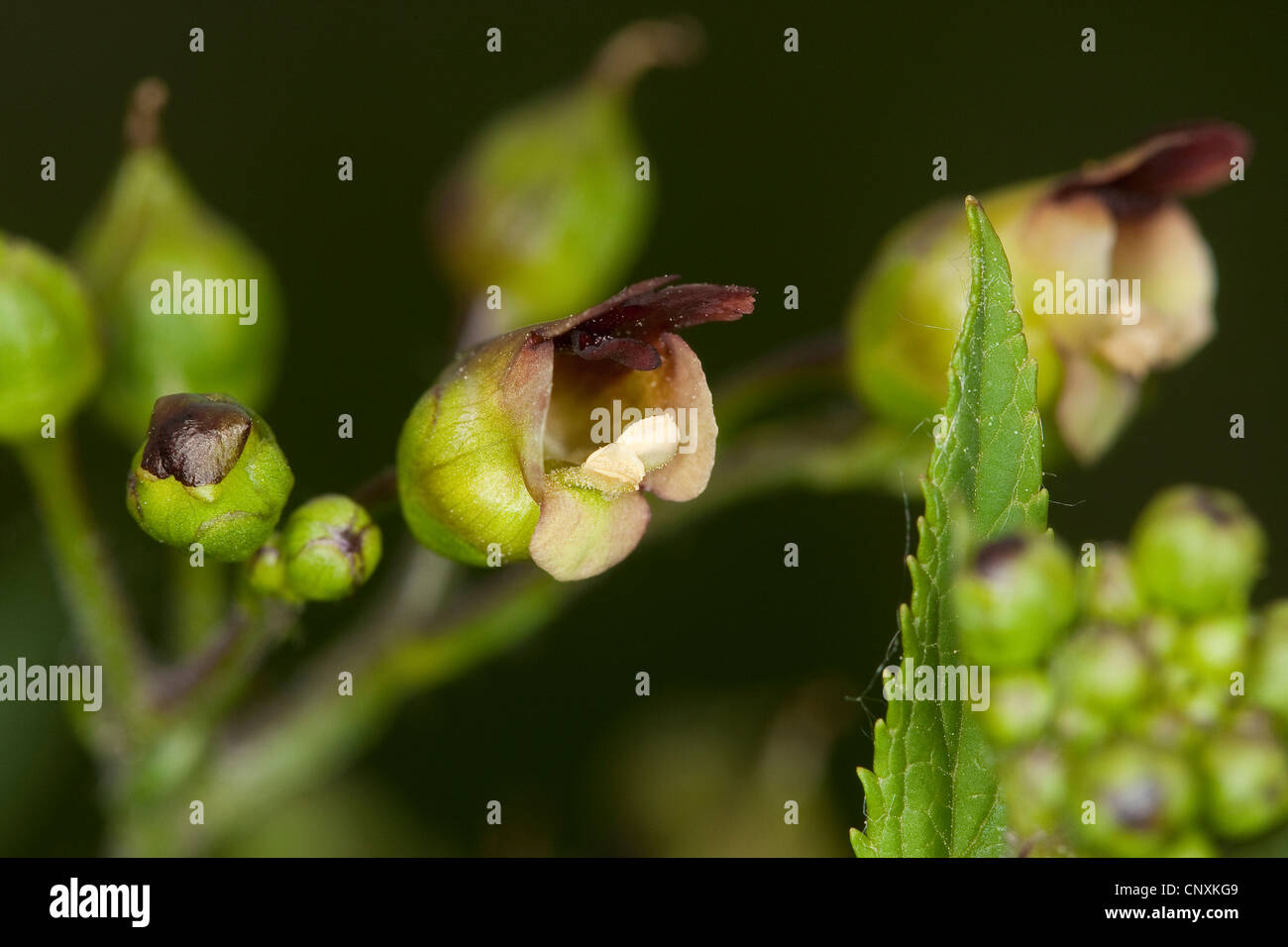 gemeinsamen Braunwurz, verknotete Braunwurz (Scrophularia Nodosa), Blume, Deutschland Stockfoto