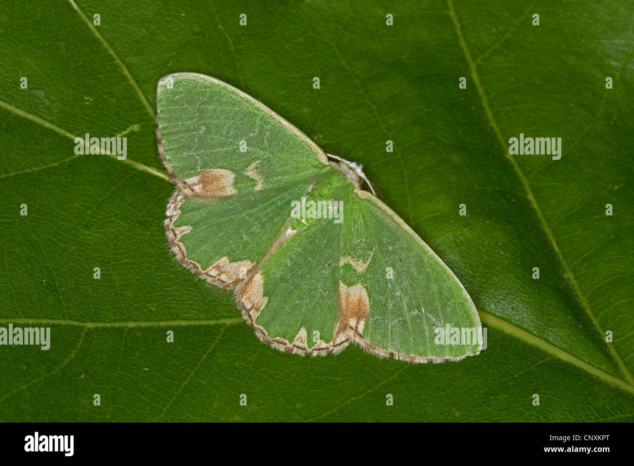 gestromt-Smaragd (Comibaena Bajularia, Comibaena Pustulata, Euchloris Pustulata), sitzt auf einem Eichenblatt, Deutschland Stockfoto