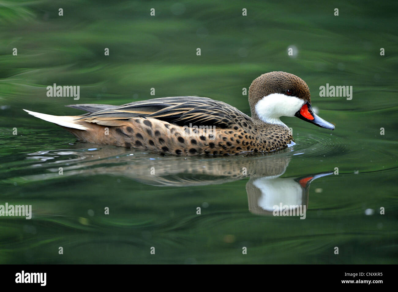 Bahama Pintail (Anas Bahamensis), Schwimmen Stockfoto