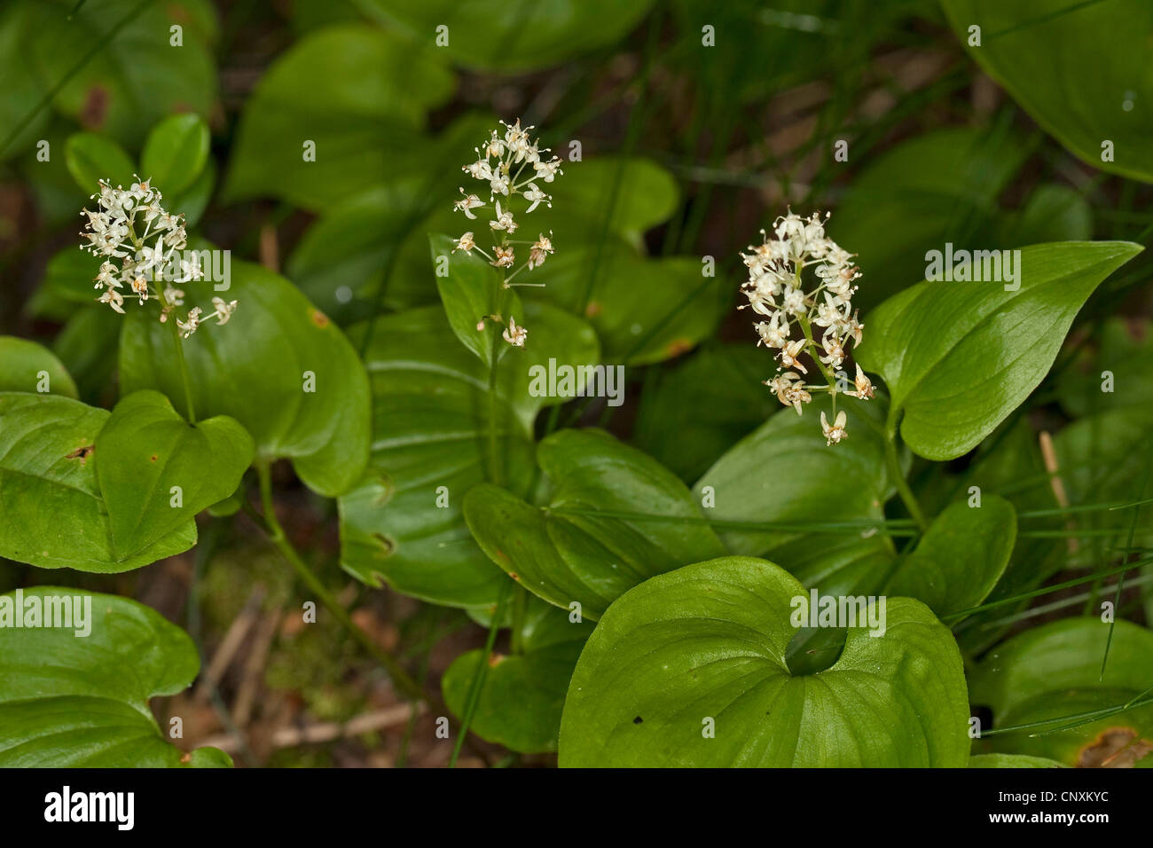 Mai Lilie (Maianthemum Doppelblatt), blühen, Deutschland Stockfoto