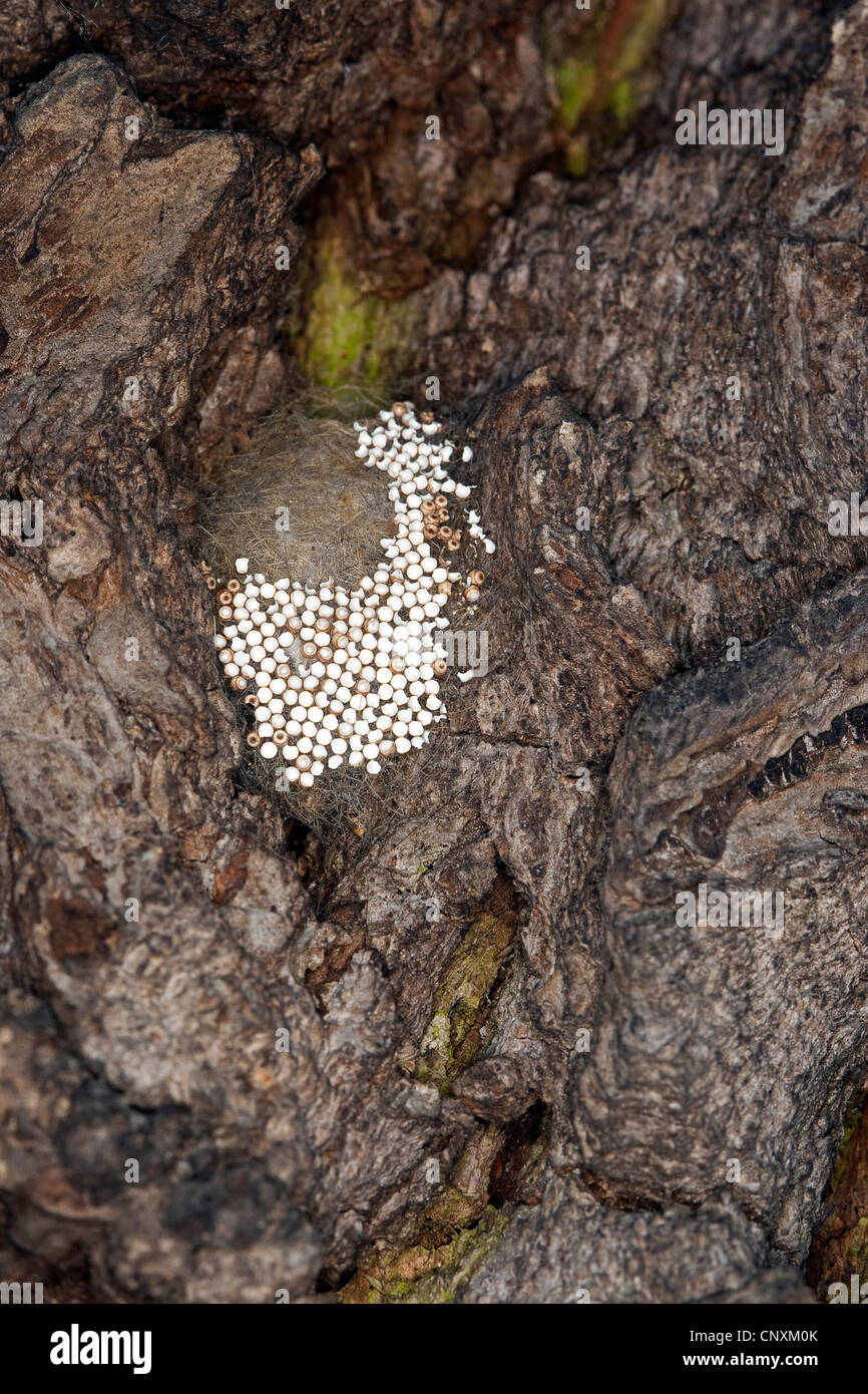 Vapourer Motte, gemeinsame Vapourer, rostigen Tussock Moth (Orgyia Antiqua, Orgyia Recens), Eiern auf der äußeren Oberfläche des einen Kokon, Deutschland Stockfoto