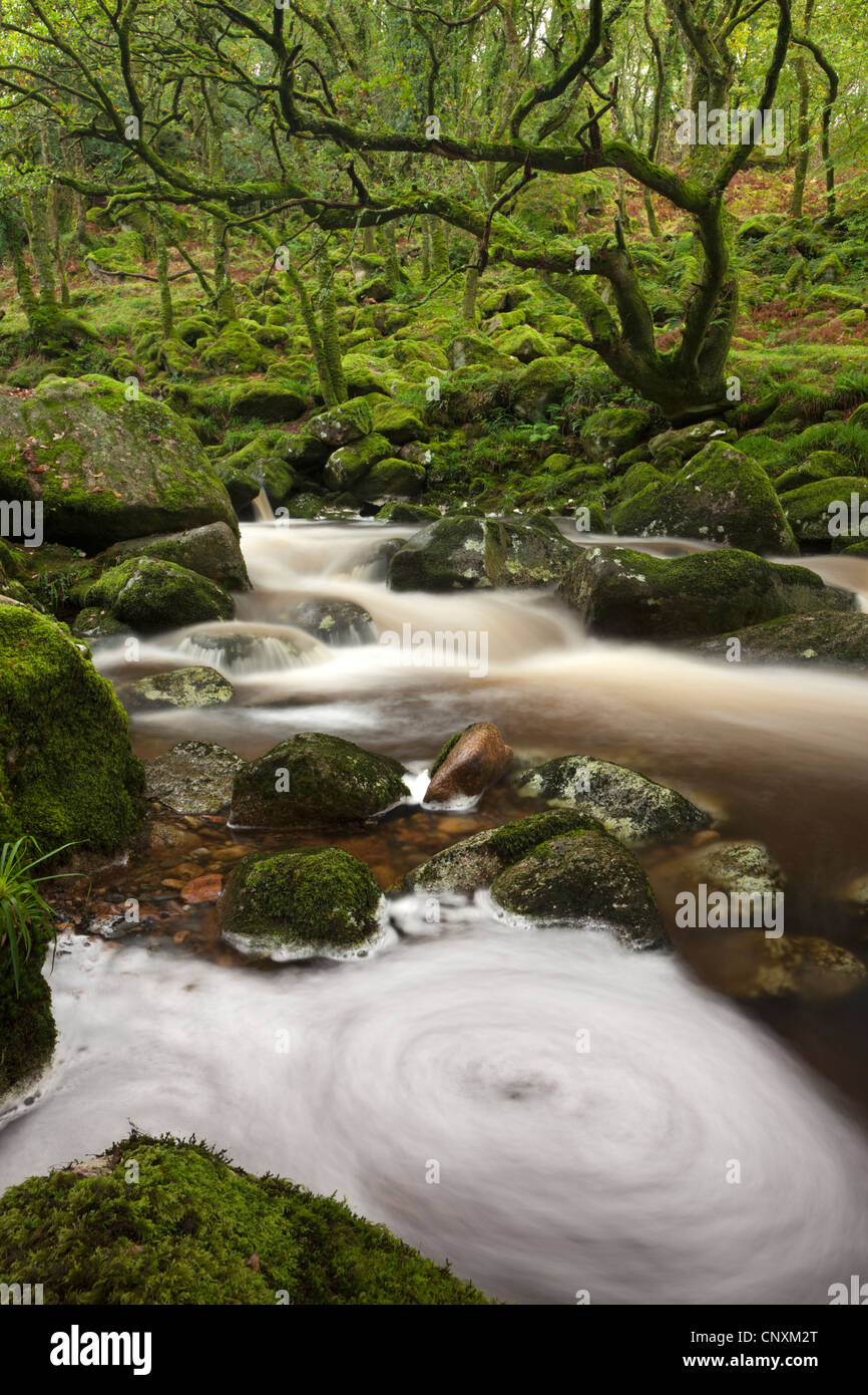 Fluß Plym fließt durch Dewerstone Wood, Shaugh Prior, Dartmoor, Devon, England. Herbst (Oktober) 2011. Stockfoto