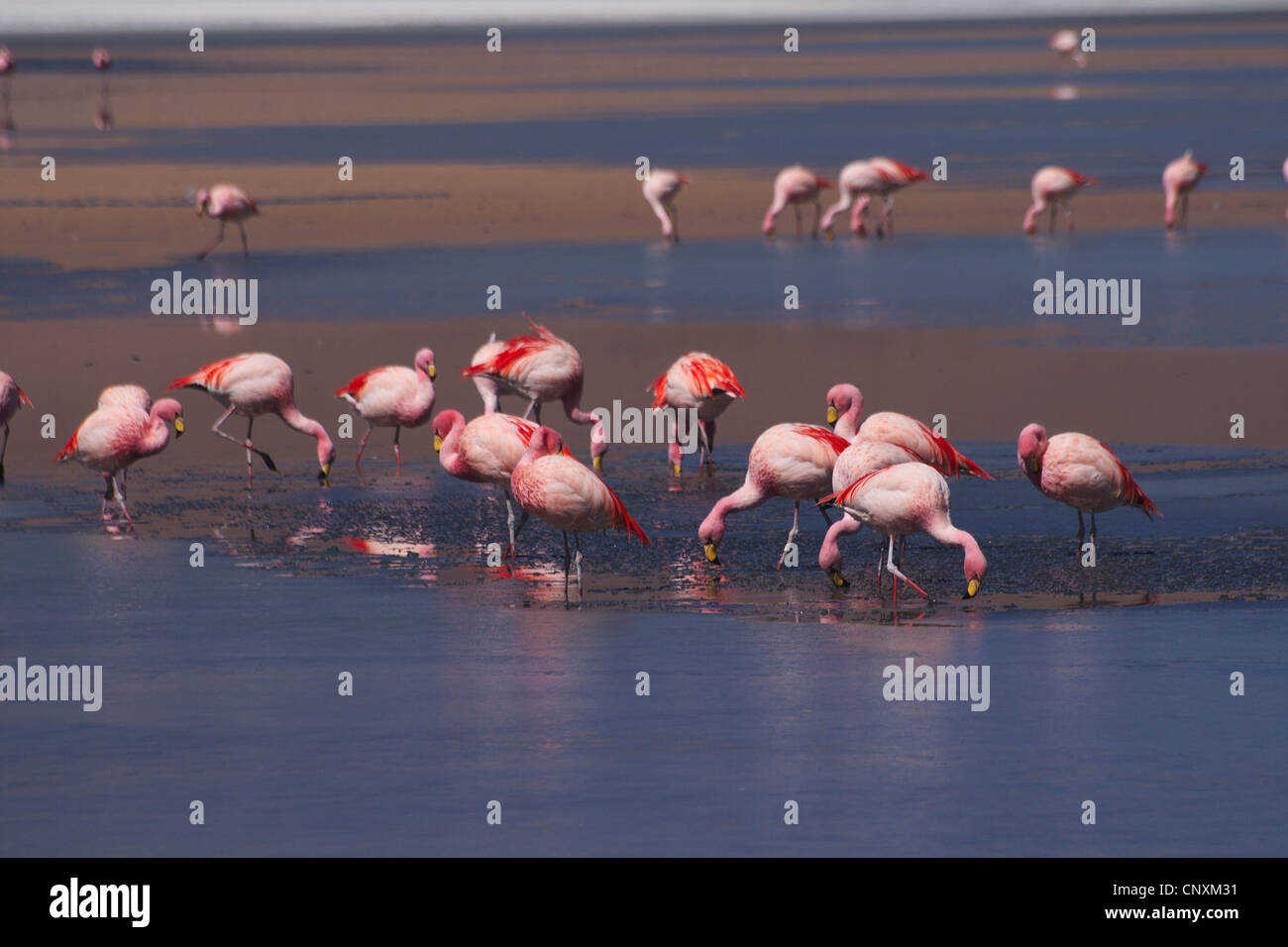 Jamess Flamingo, Puna Flamingo (Phoenicopterus Jamesi), in der Caapa See, Bolivien, Anden Stockfoto