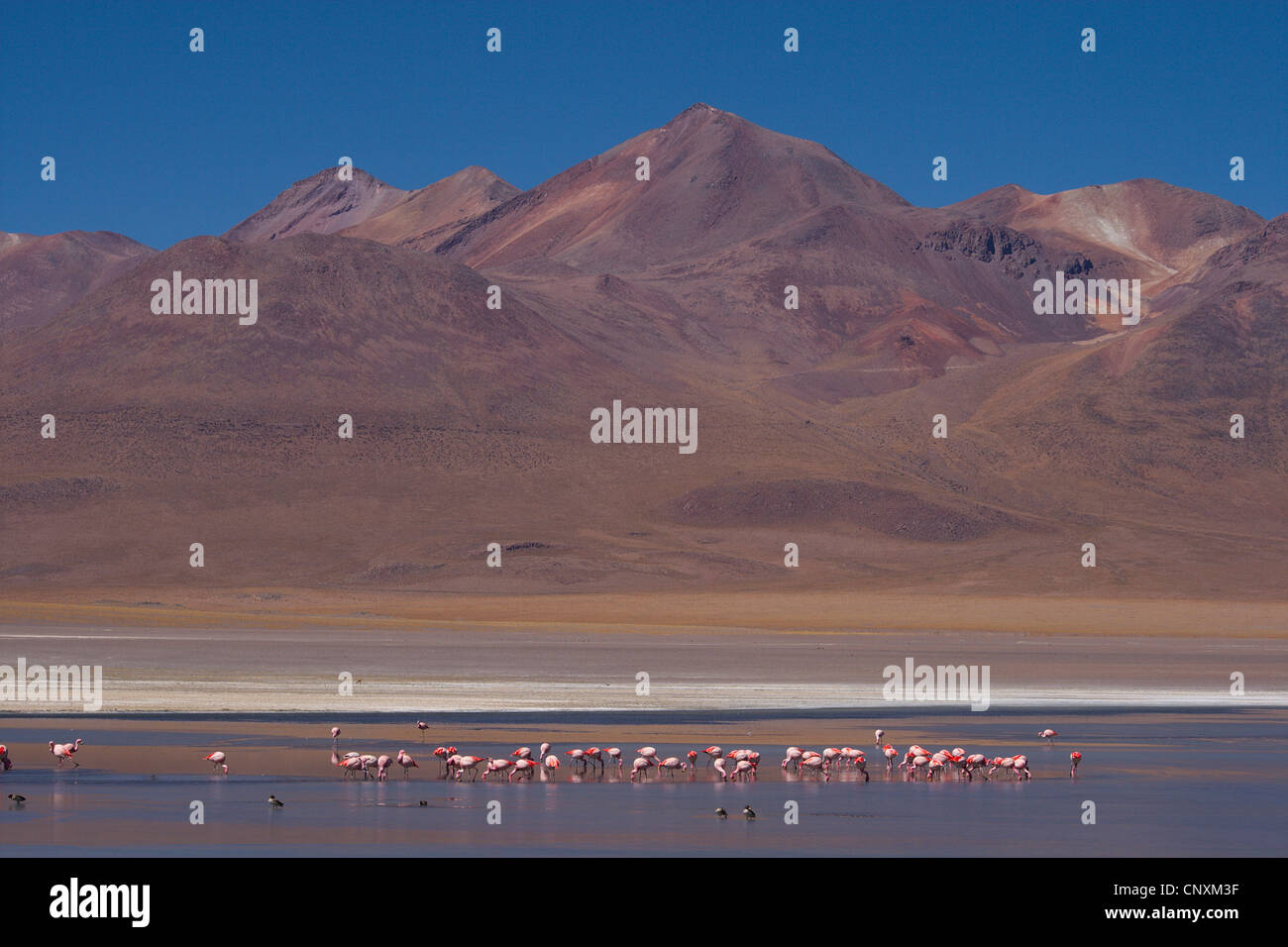 Jamess Flamingo, Puna Flamingo (Phoenicopterus Jamesi), in der Caapa See, Bolivien, Anden Stockfoto